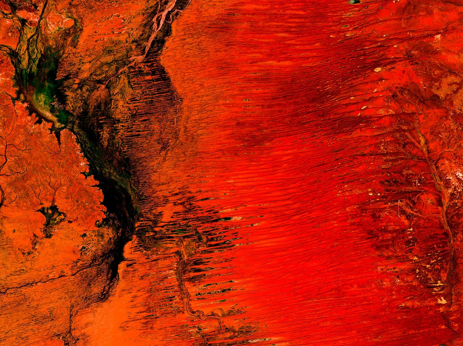 Désert de Simpson — Les rouges intenses du désert de Simpson transforment le paysage en une composition presque abstraite.
